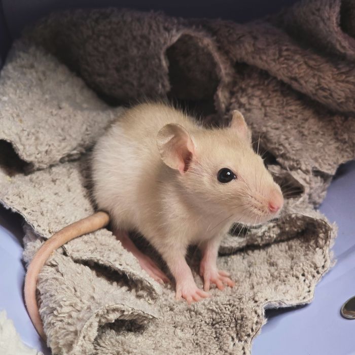 Домашние крысята дамбо, крыски, декоративные крысы