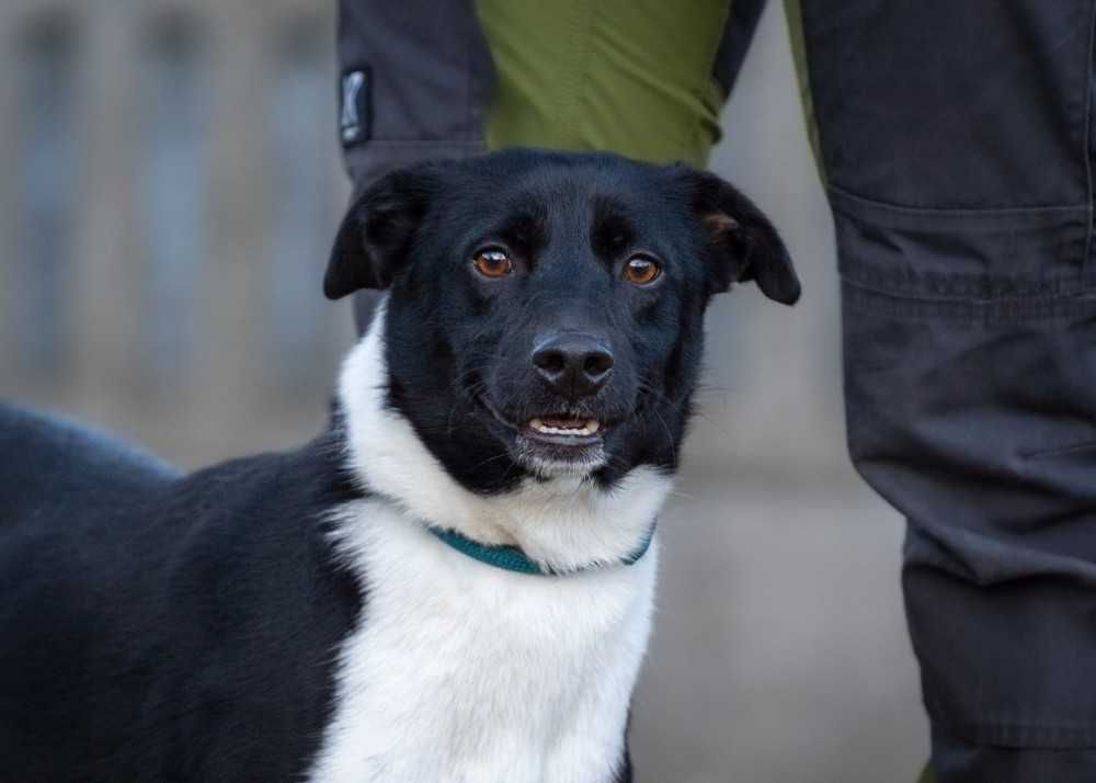Laluś szuka domu schronisko Bełchatów -aktualne