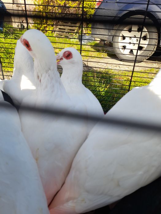 Gołębie indiany samce I samice