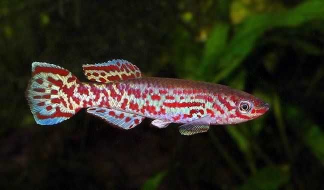 GB Proporczykowiec Gardnerna - dowóz ryb!