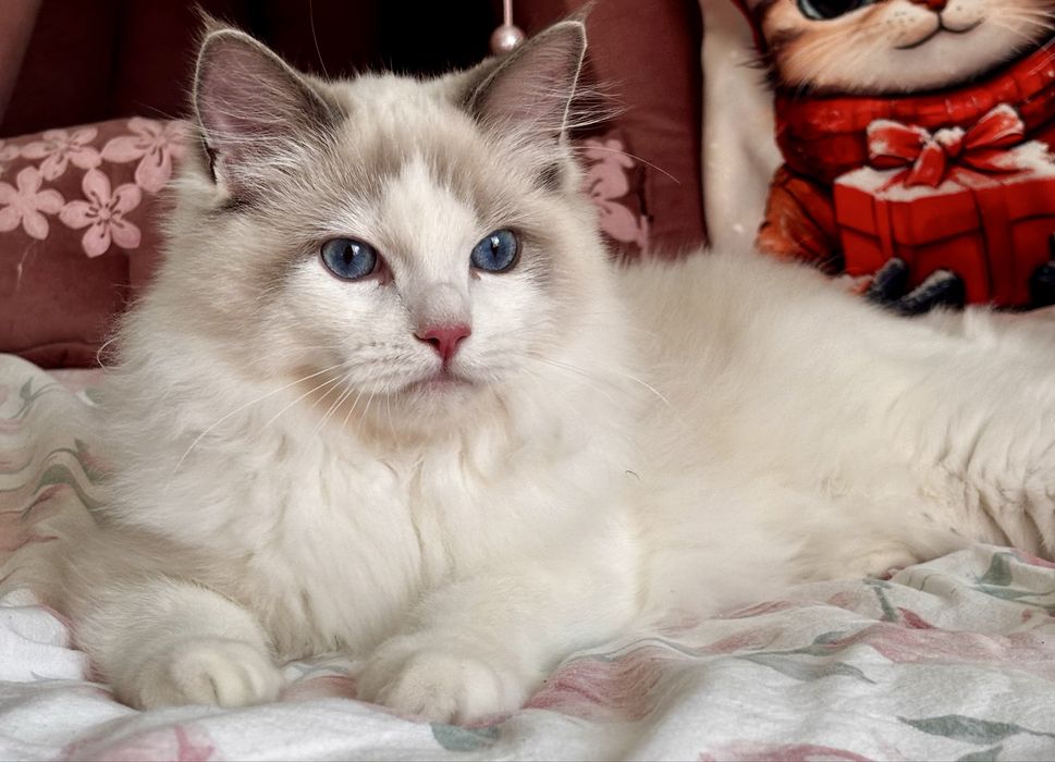 Ragdoll Kocurek hodowlano - wystawowy.