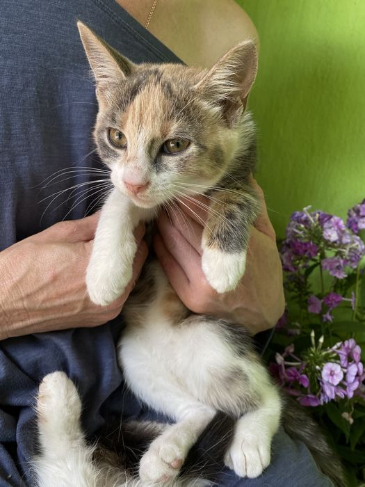 Віддамо котенят в хороші руки