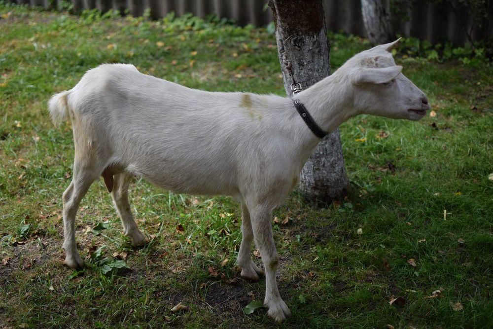 Продається молоденька кізочка (котна на другий окот)