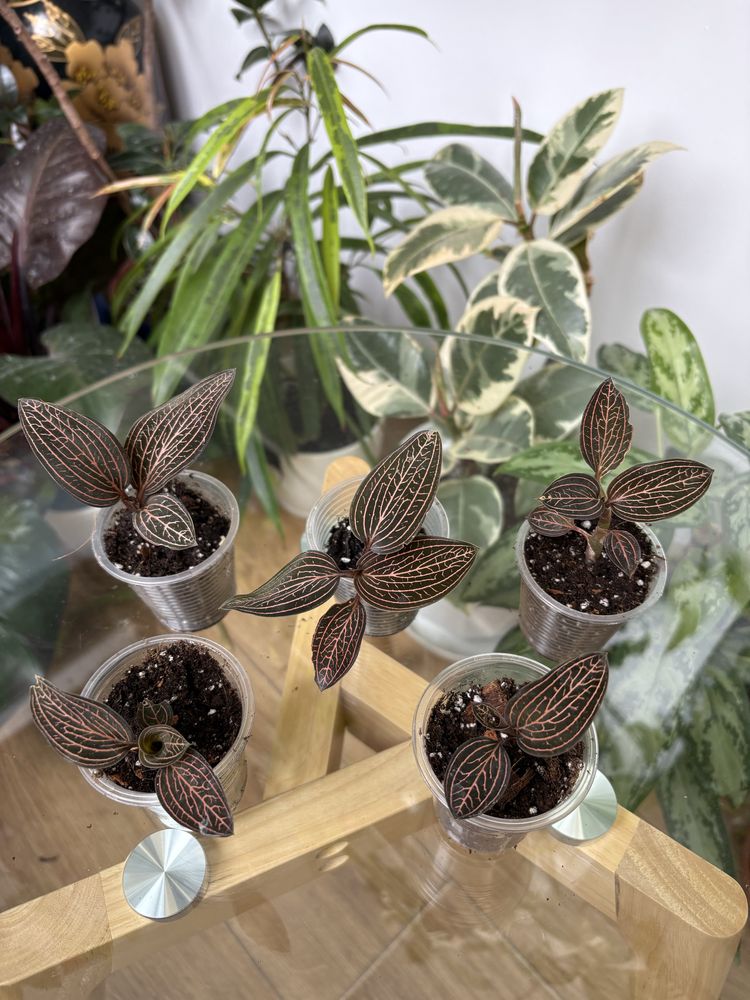 Саргоглотіс Sarcoglottis Sceptrodes*Sib, Лудізія Альба, дісколор,