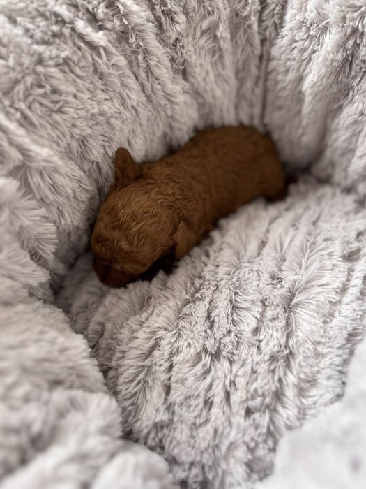 Pudel red miniaturka chlopak gotowy do zmiany domu