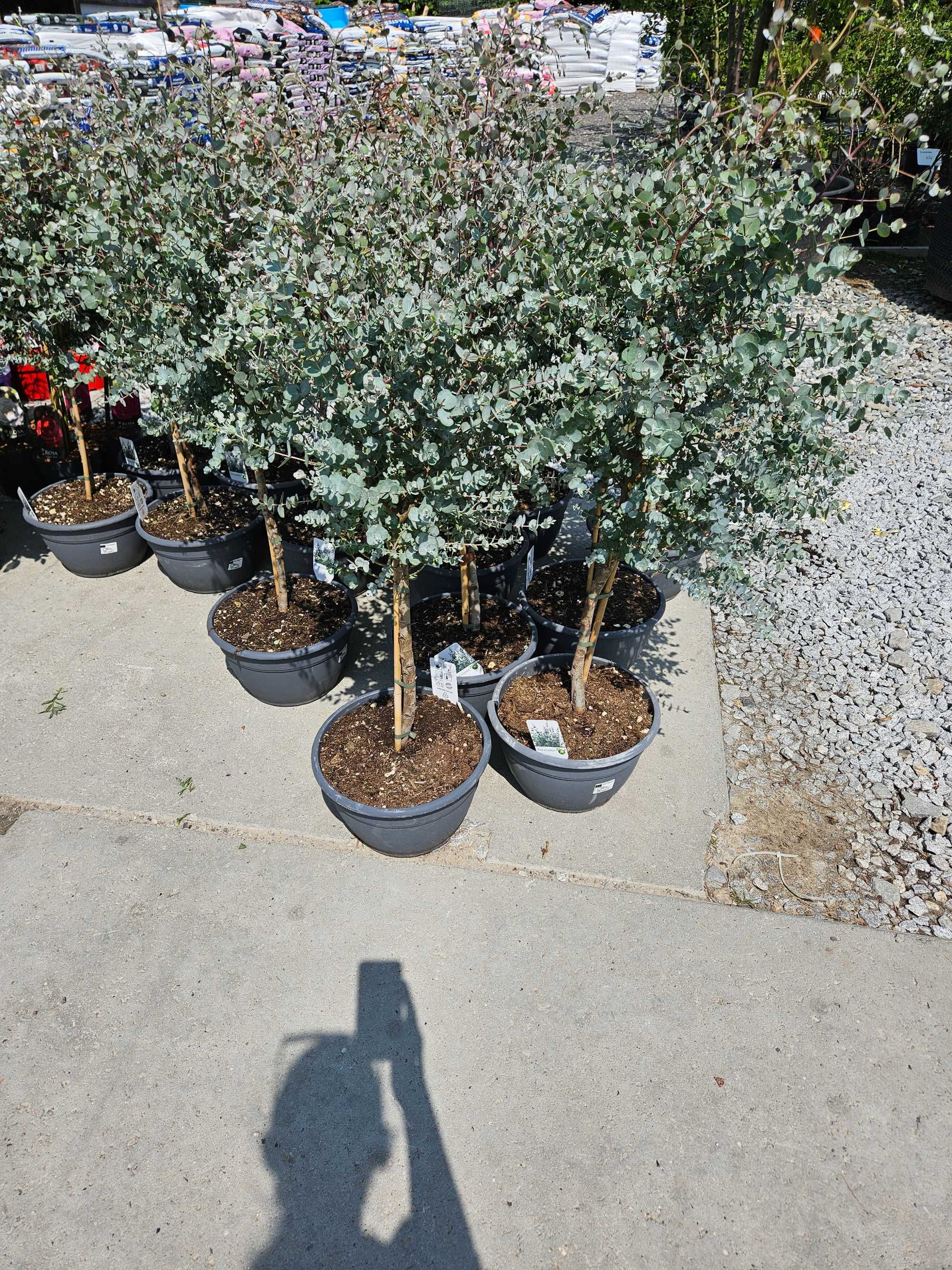 Eukaliptus na pniu – Eucalyptus gunnii – wys. 130 cm