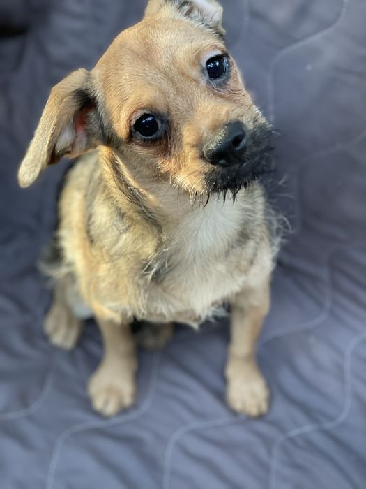 SUCZKA Mops + Chihuahua, cudowny charakter