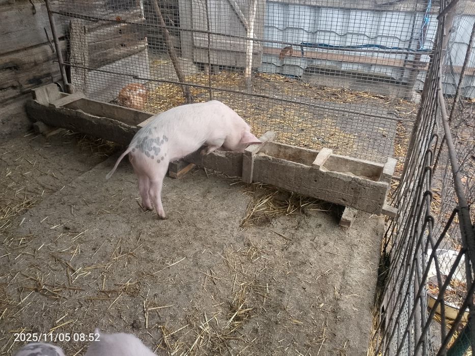 Продам  поросят.