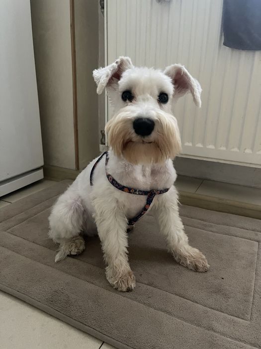 Хлопчик цвергшнаузер  білого окрасу шукає наречену