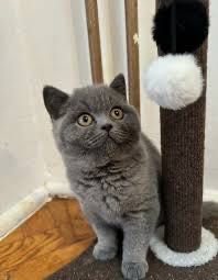 Kotki , Kot  Brytyjski FPL