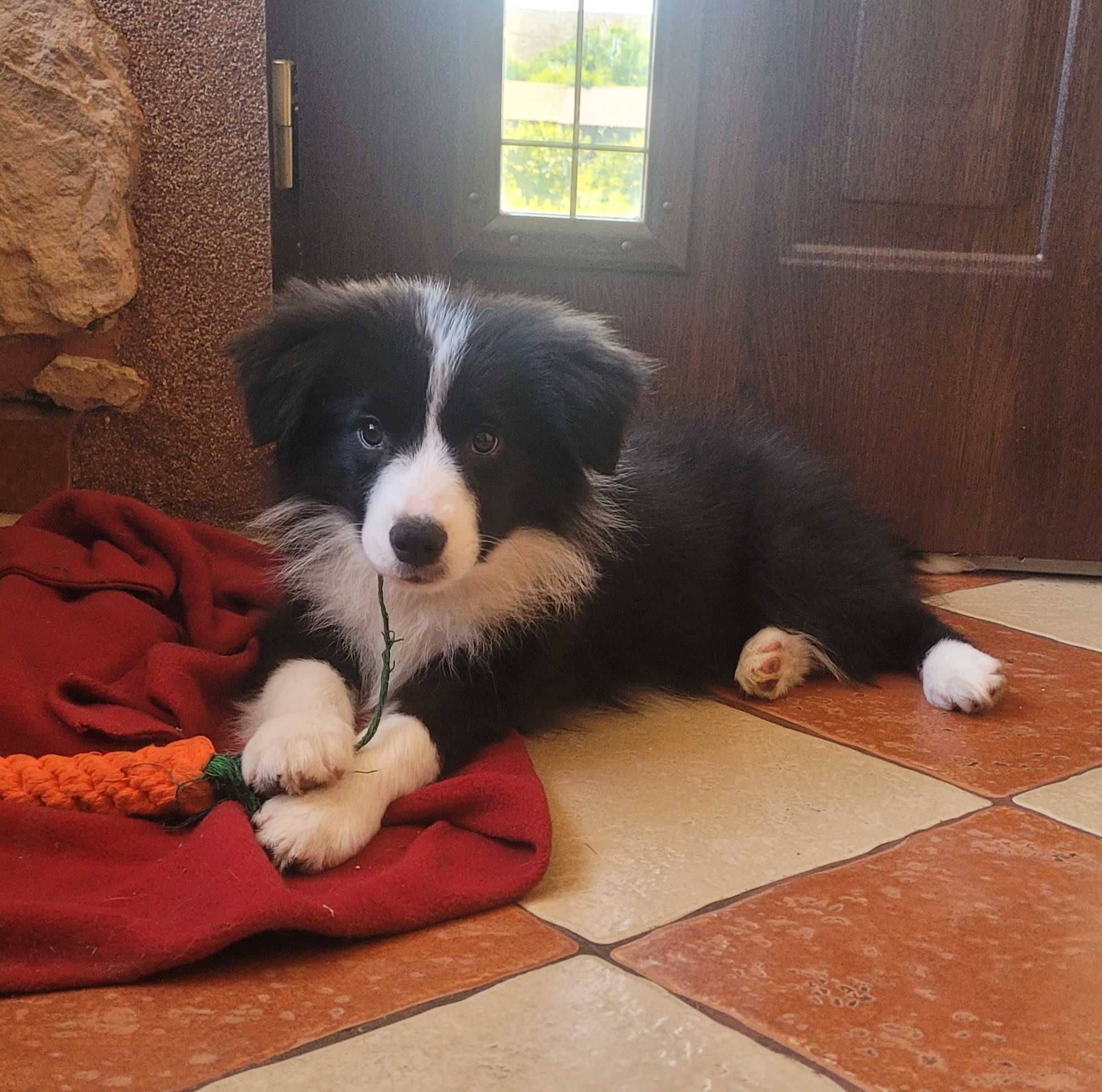 Border collie z metryka Fci
