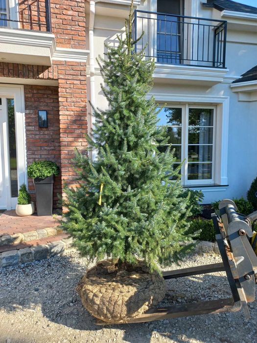 Choinka Świerk serbski (Picea Omorica)