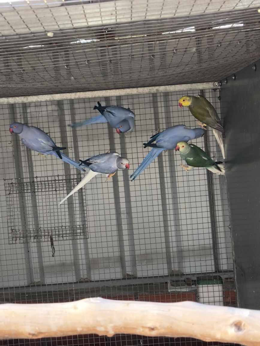 Ring necks opalinos/cc