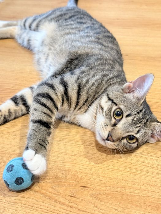 Полосатый котёнок ищет семью