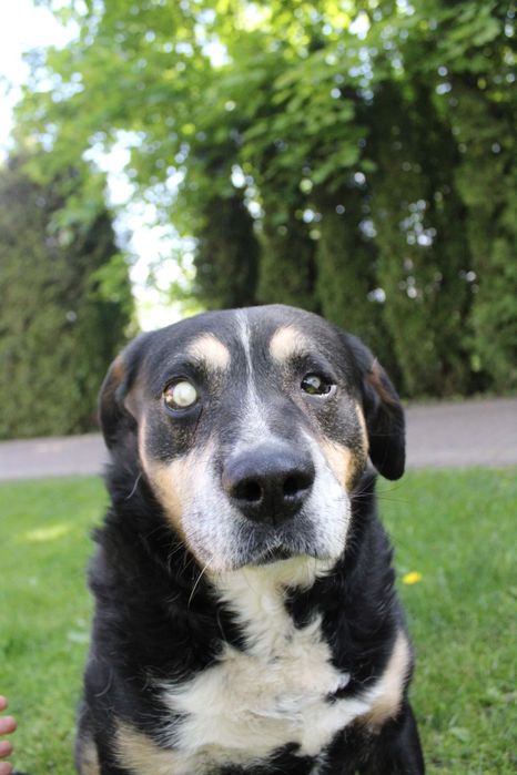 NIEWIDOMY kochany duży pies szuka domu