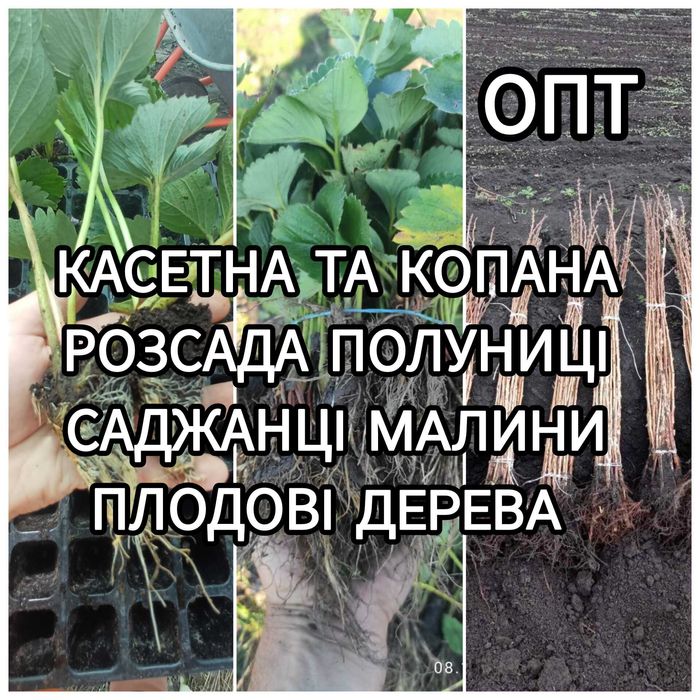 Розсада полуниці Саджанці Малини Плодові дерева Саженцы Клубники