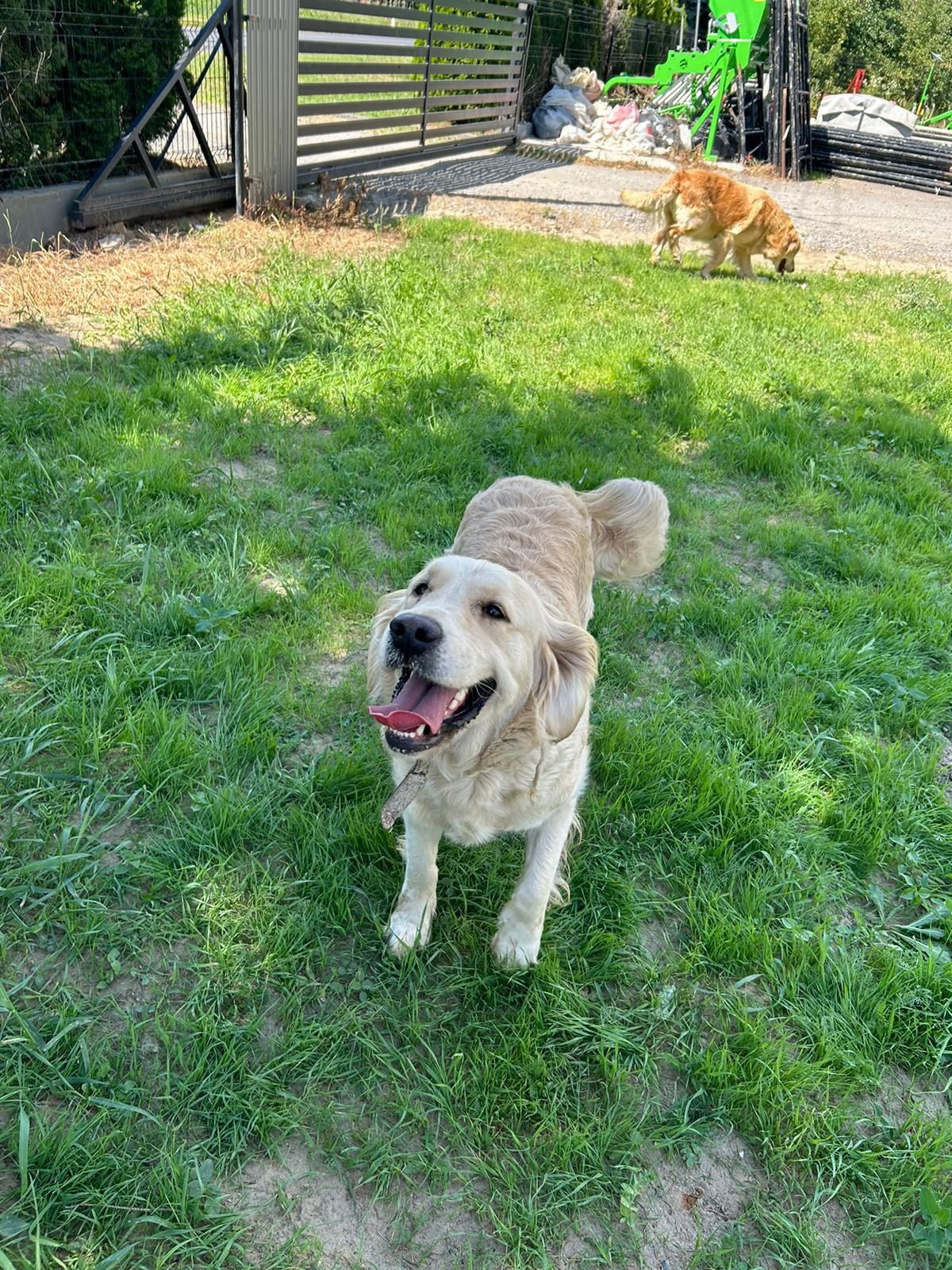 Suka Golden retriever 4 lata