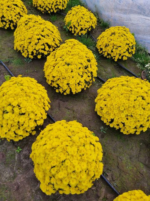 Chryzantemy doniczkowe drobnokwiatowe Producent transport