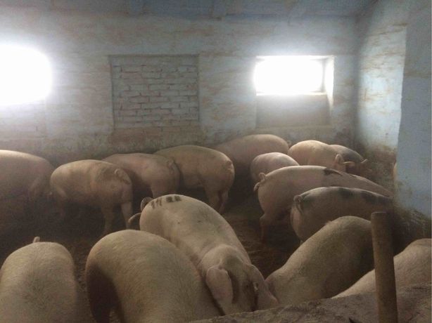 Свині 65-80 кг