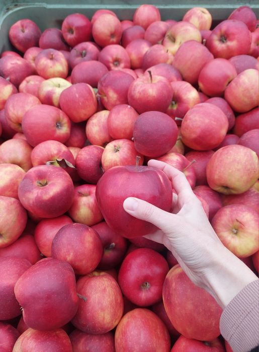 Sprzedam jabłko jonaprince