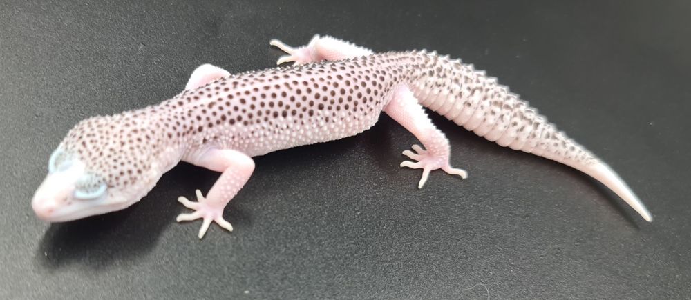 Gekon lamparcie Total Eclipse