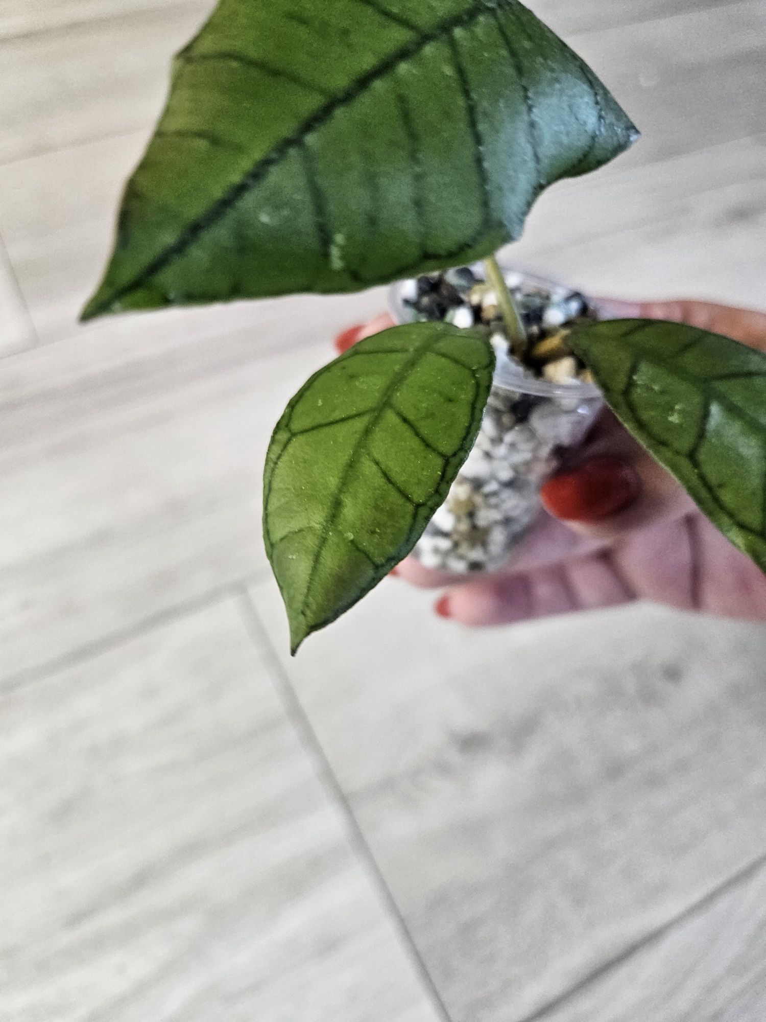 Hoya Nicholsoniae New Guinea Ghost+ sp. Gunung Gading