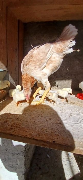 Pintos Índios Gigantes, Pais nas fotos sao puros