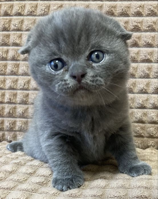 Продам породистого котенка