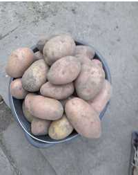 Продам домашню картоплю велику.  Село Левків. Житомир