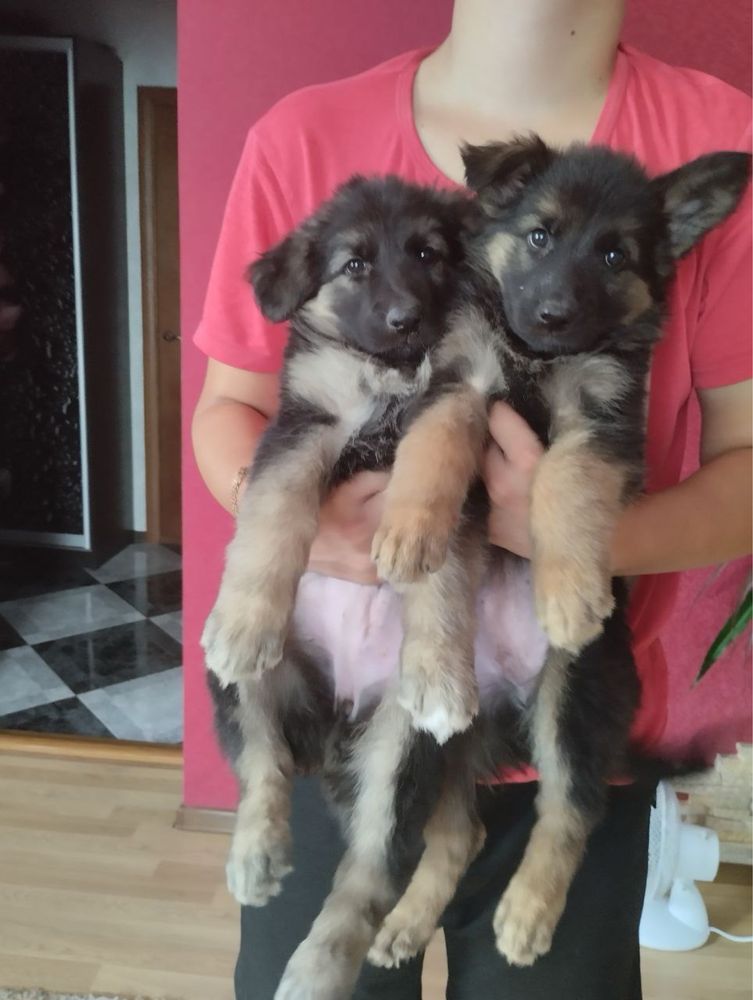 Продам щенят Німецької вівчарки