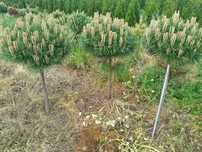 Tuje, Pinus mugo LOW Glow Varella , GLOBOSA winter gold, jałowiec.,