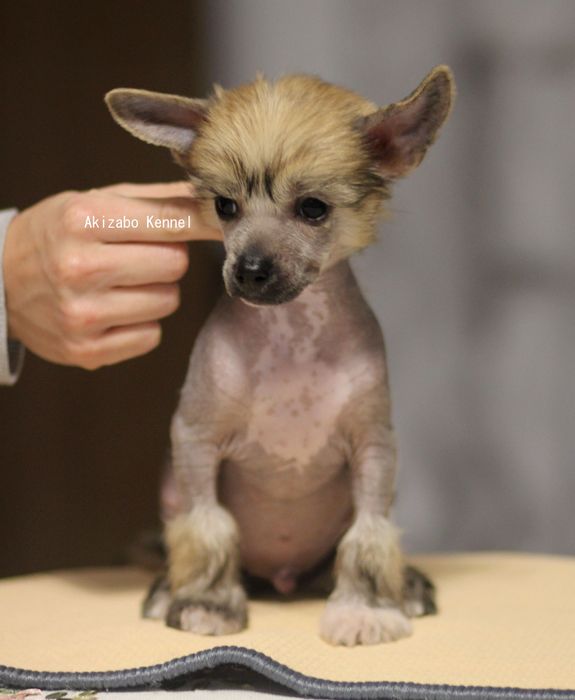 Łysy samiec chiński grzywacz ZKwP FCI MAM TOTALNY LUZ Akizabo