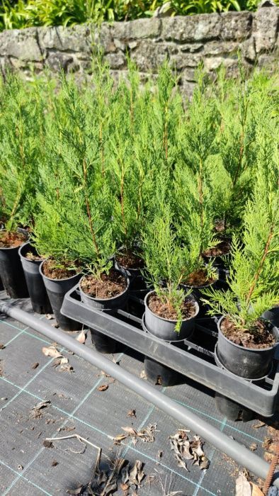 Cupressus Leylandii 100-150cm