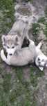 Piesek husky syberyjski suczka