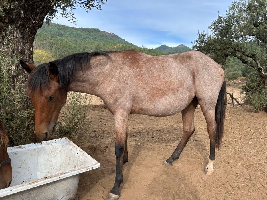 Poldra dócil com um ano e meio