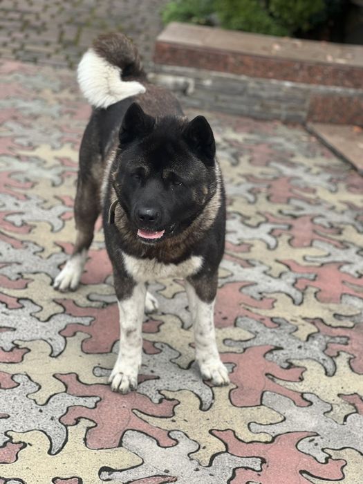 Американська Акіта вʼязка