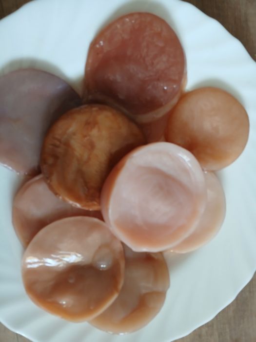 Grzybek herbaciany kombucha bio starter. NIE mrożone!