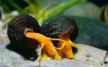 Tylomelania orange i black