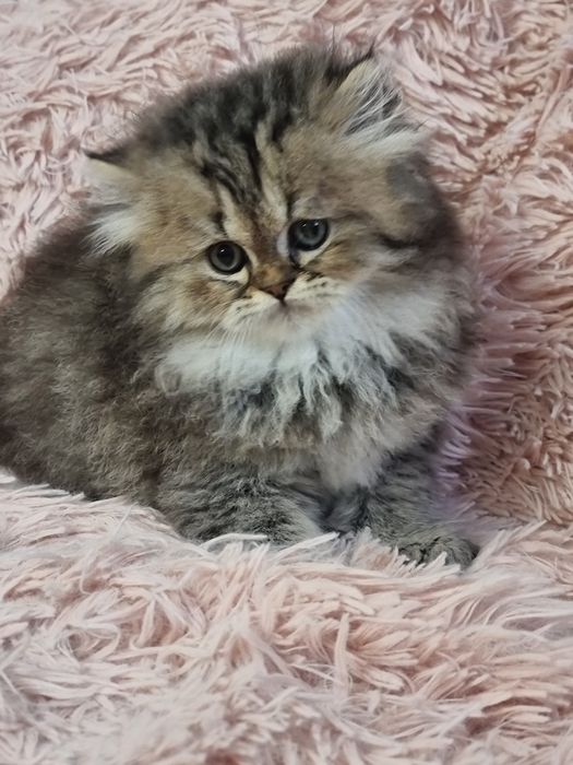 Kocurek  trikolor długowłosy brytyjski do rezerwacji