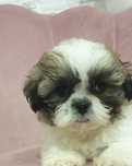 Piesek shih tzu TRICOLOR,  Rodowód IV Pokoleniowy, Chip