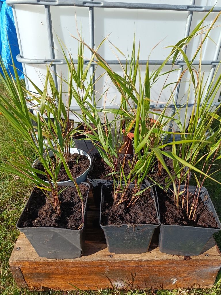 Trawa bambusowa Haconechloa Beni Kaze