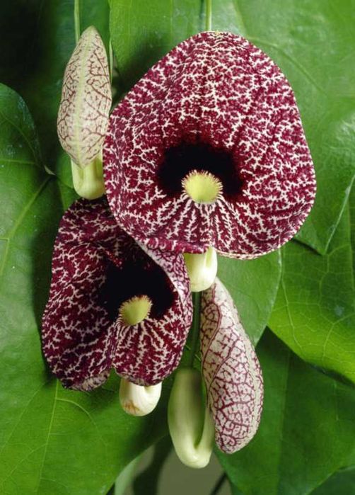 KOKORNAK WIELKOLISTNY - sadzonki w doniczkach