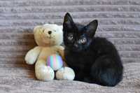 Маленький черный котеночек Мира в поиске семьи, добрая и ласковая