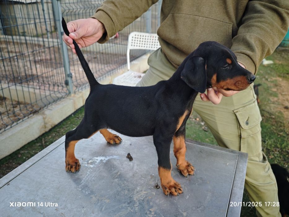 Dobermann cachorro