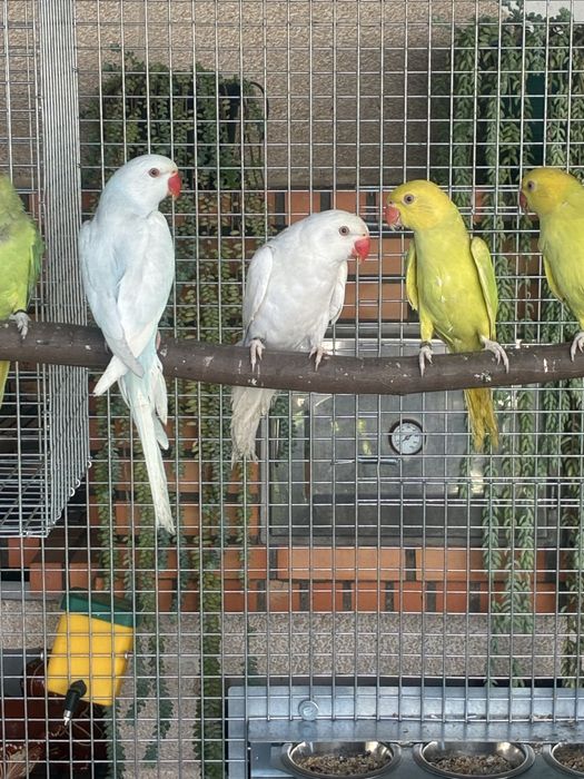 Ring Necks reprodutores e aves de 2025