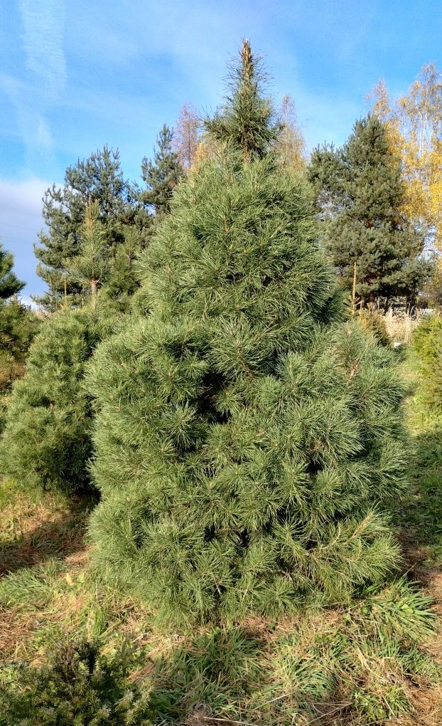 Daglezje jodły świerki sosny z EKO plantacji Iglaki do Twojego ogrodu