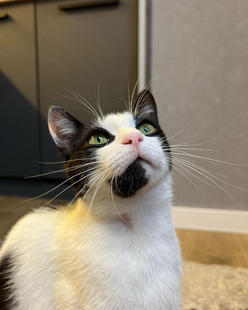Кошеня в добрі руки !!! Кастрований і привитий! Кіт / Котик / Котеня