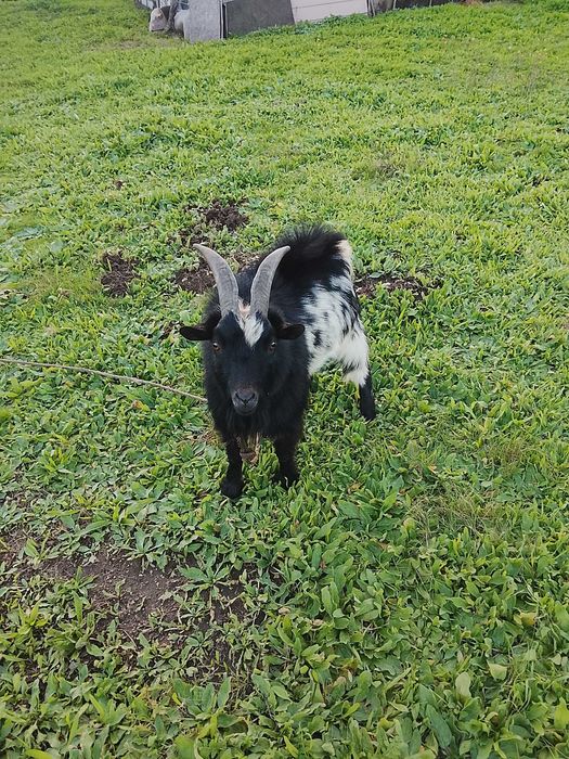 bode anao para reproduçao