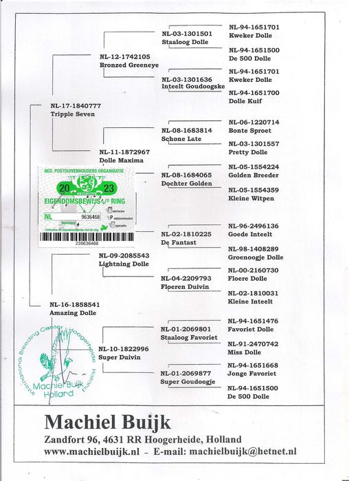 Młode Ardeny Org M. Buijk Para 131 gołębie pocztowe gołąb daleki dysta