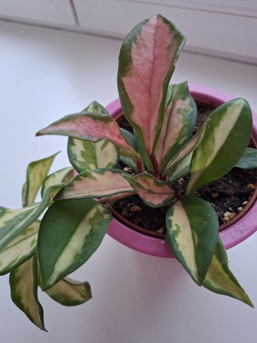 Hoya Carnosa trikolor.